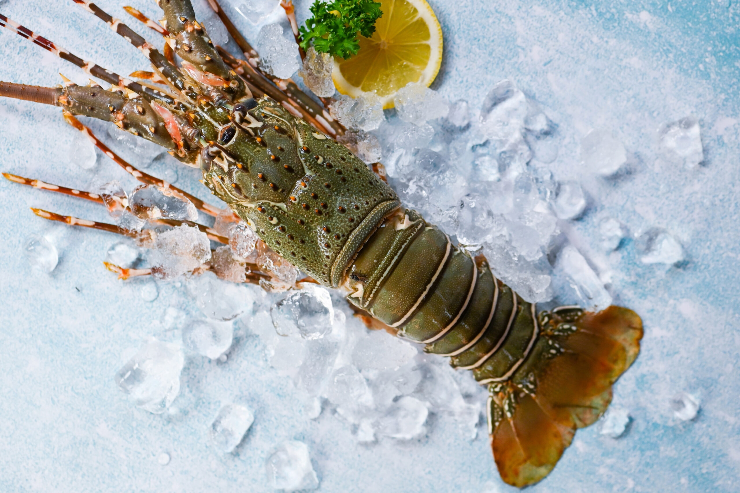 Frozen lobster and duck supplier in Qatar